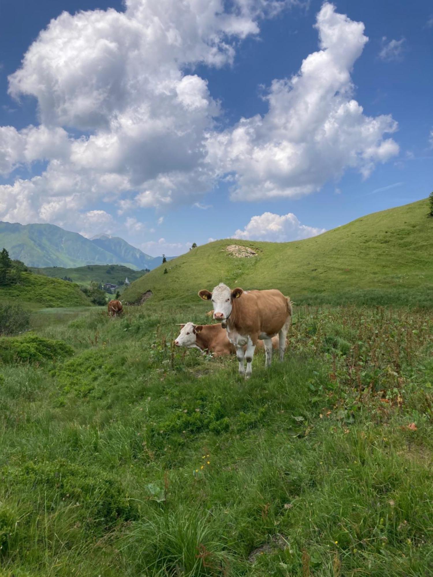 B-Lodge Kaernten Kirchbach  Exteriér fotografie